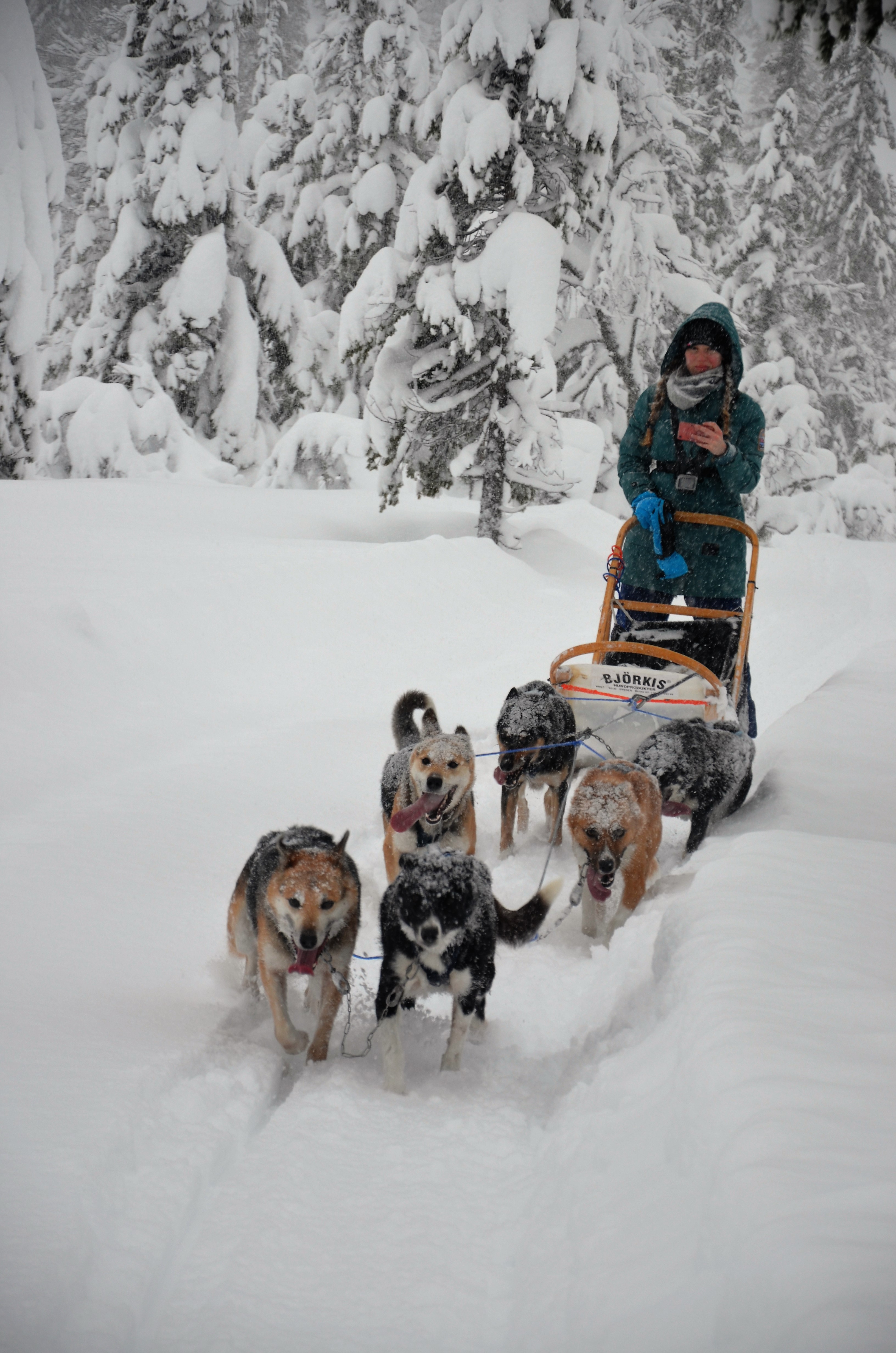 Ich stehe auf einem Schlitten gezogen von Hunden