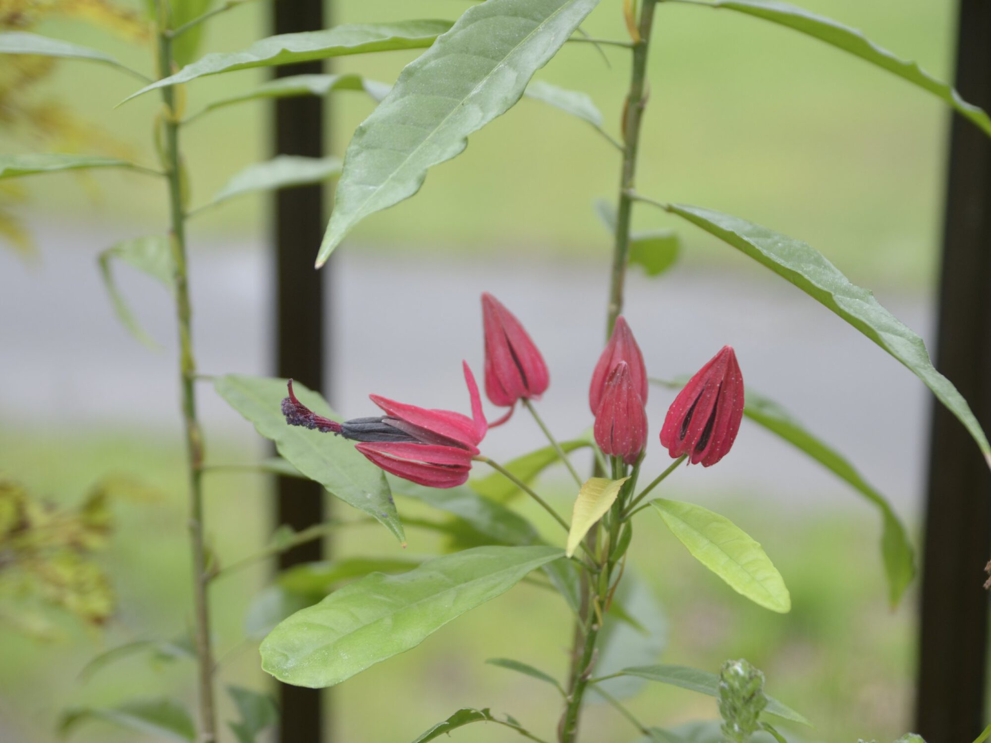 Eine Blume, deren Blüte so aussieht wie ein Daumen nach oben
