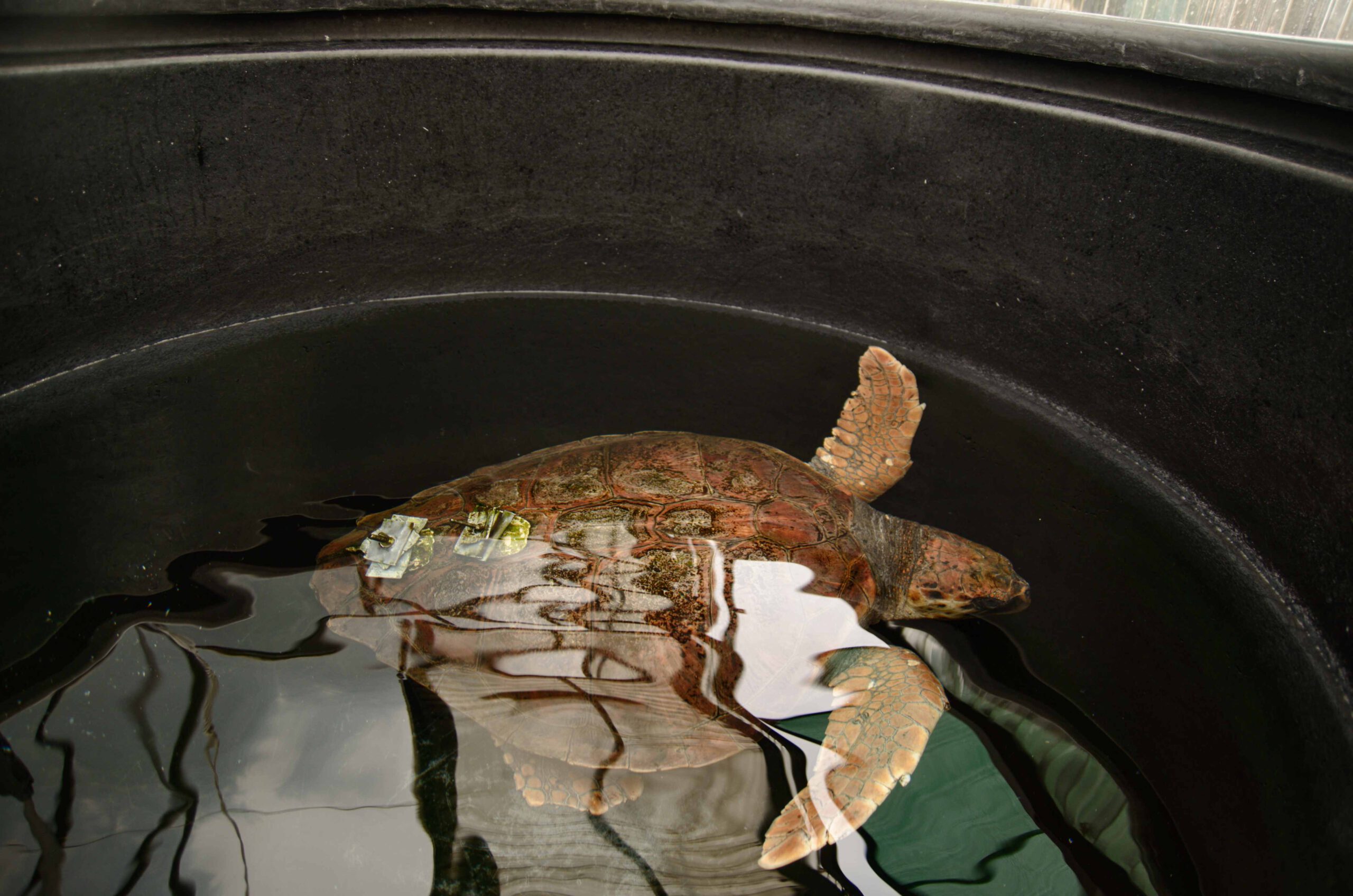 Eine Schildkröte in ihrem Becken