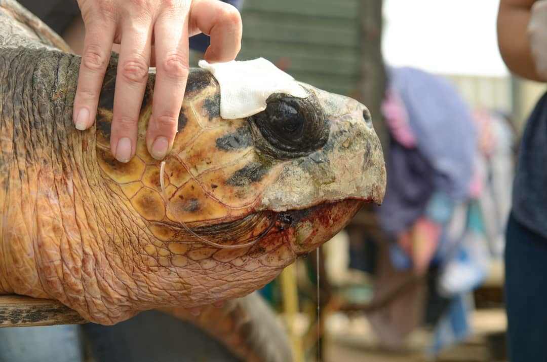 Eine Schildkröte die vom Mund blutet und der eine Angelschnur aus dem Mund kommt