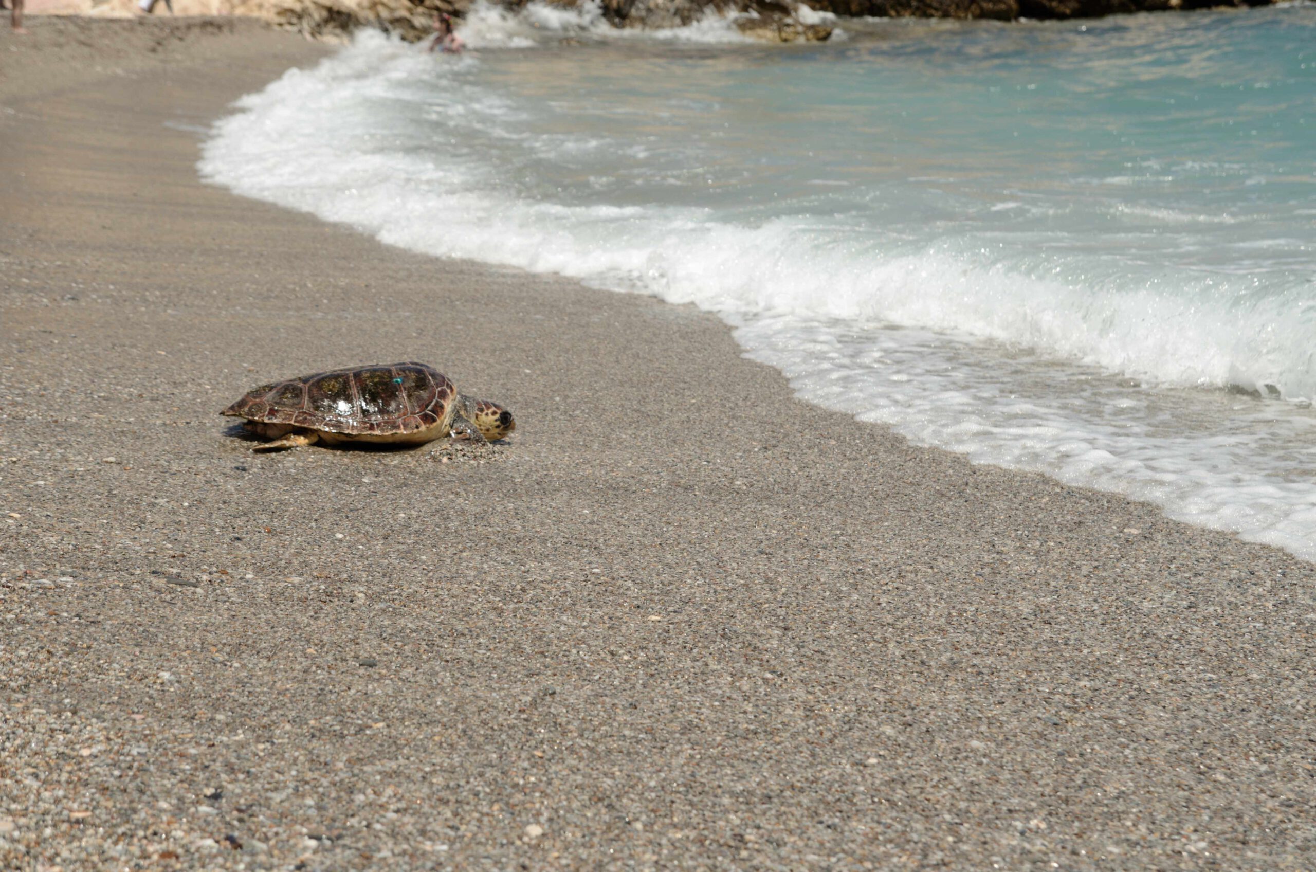 Eine Schildkröte die zurück ins Meer kriecht