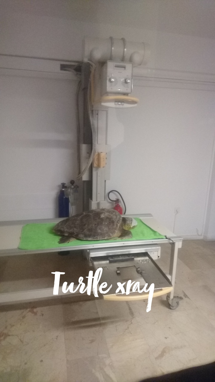 Eine Schildkröte unter einem Röntgenapparat